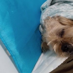 Meet your Posher, Joe